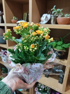 Foto de Kalanchoe pt11