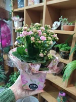 Miniatura de Kalanchoe pt11