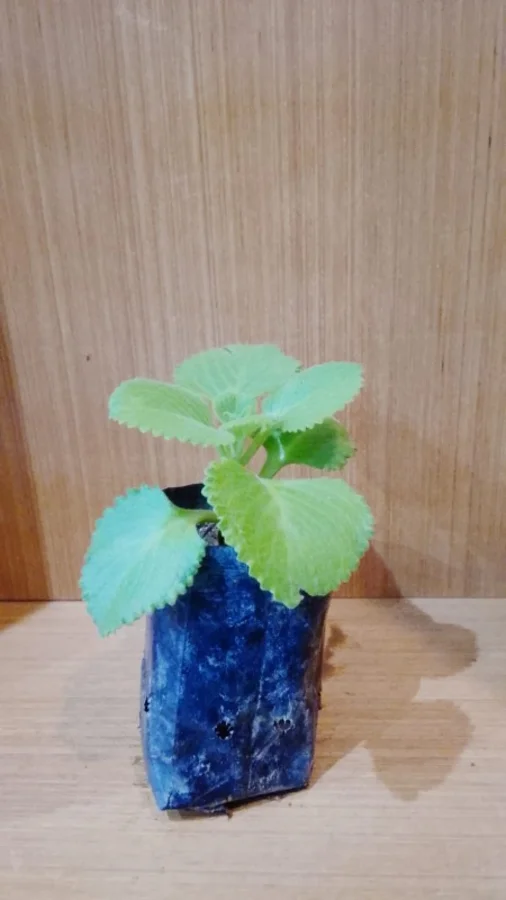 Foto de Hortelã pimenta