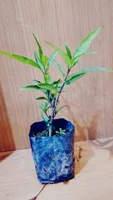 Miniatura de Abre Caminhos