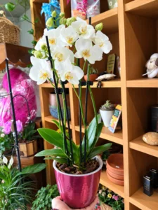 Foto de Orquídea phalaenopsis pt09