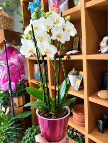 Foto de Orquídea phalaenopsis pt09