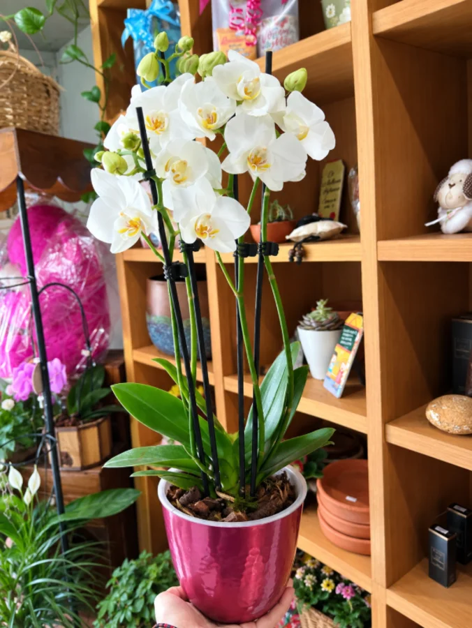 Foto de Orquídea phalaenopsis pt09