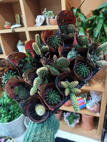 Foto de Cactos mini