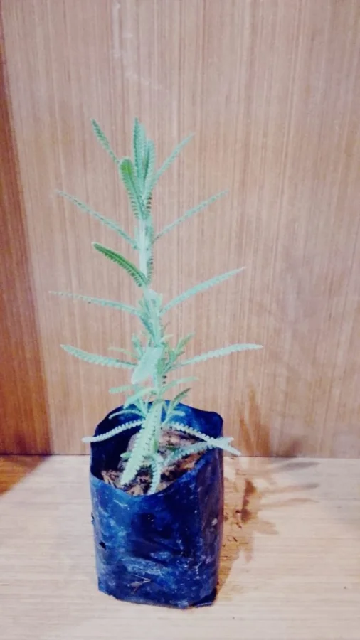 Foto de Lavanda