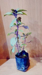 Foto de Manjericão roxo