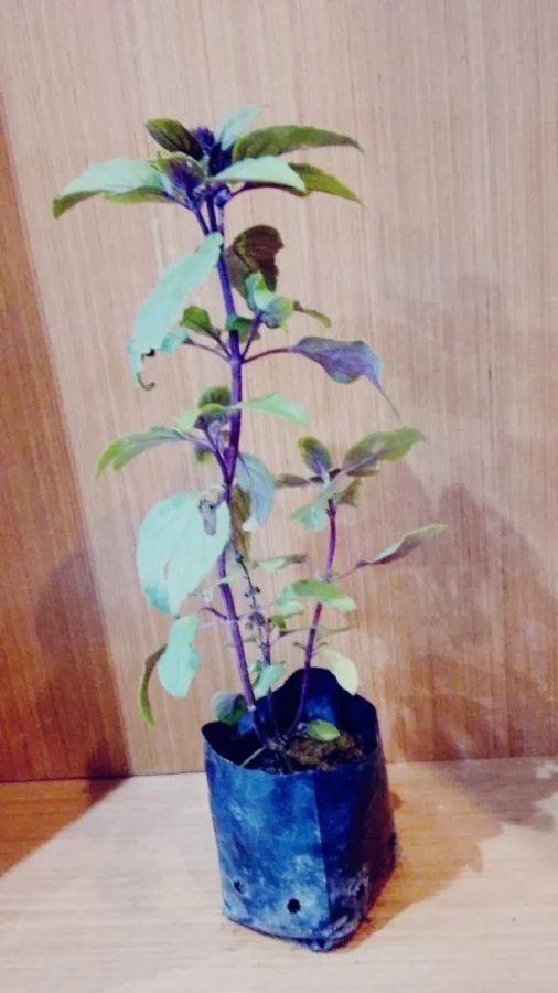 Foto de Manjericão roxo