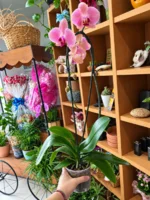Miniatura de Orquídea phalaenopsis pt12