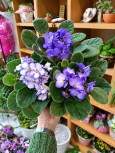 Foto de Violetas