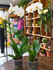 Foto de Orquídea phalaenopsis pt12
