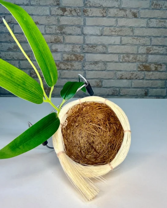 Foto de Ninho Super Luxo Silvestre criação coleiro