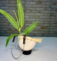 Miniatura de Ninho Super Luxo Silvestre criação coleiro