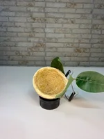 Miniatura de Ninho Baiano Taça em Sisal – Coleiro